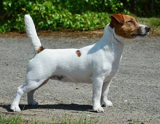 Krajská výstava psů Hradec Králové – Pylades | Jack Russell terrier
