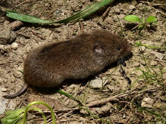 Obrázek - Microtus arvalis (hraboš polní) | BioLib.cz