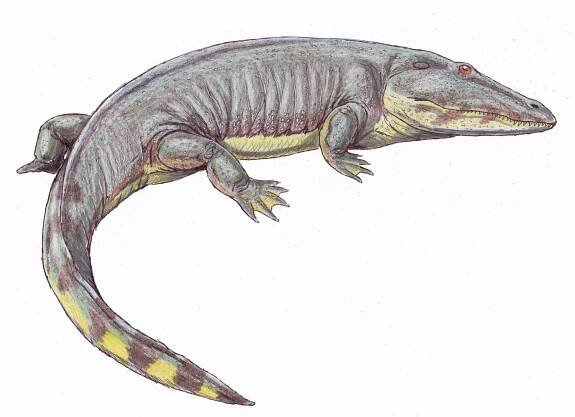 Actinodontidae