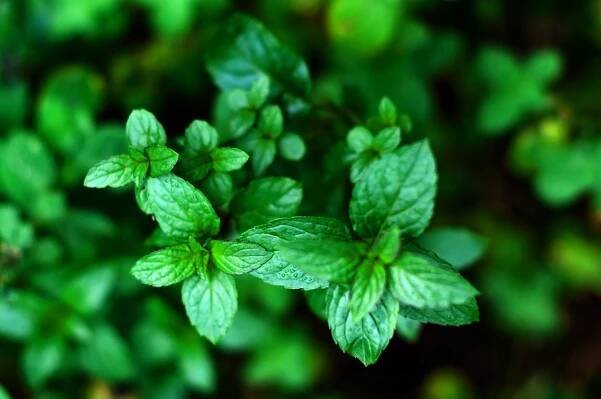 Does Peppermint Help With Nausea?