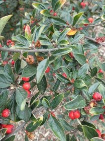 Skalník - větévky s plody (Cotoneaster tengyuehensis), větve, větévky