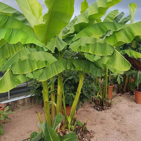 Banánovník Dwarf Cavendish - Musa Acuminata - semena - 5 ks