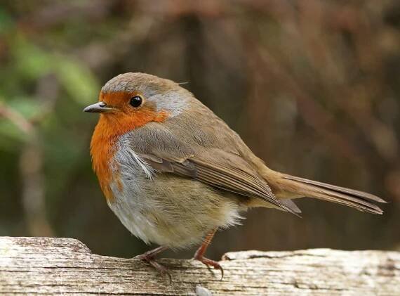 Robin — Stock obrázek