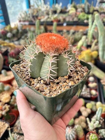 Partly Sunny Projects - Online Plant Store San Diego, CA