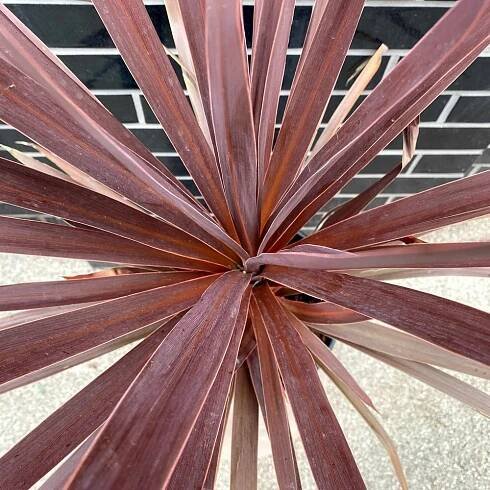 Cordyline Australis Red Star