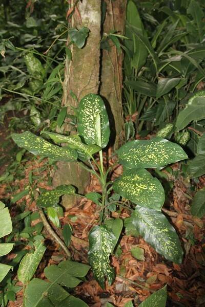 Soubor:Dieffenbachia cf. grayumiana (11140301556).jpg