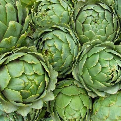Artyčok zelený Grosse von Laon - Cynara scolymus - semena artyčoku - 20 ks od 48 Kč - Heureka.cz