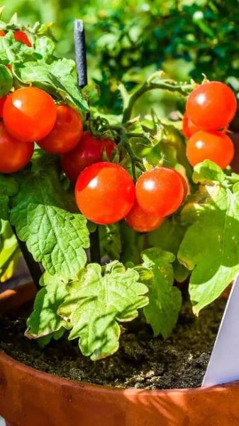 How to grow Tomatoes in the home garden in under 60 days