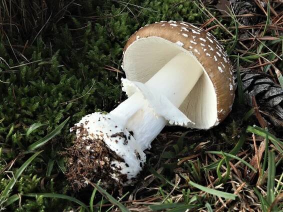 Amanita pantherina - muchomůrka tygrovaná - myko.cz