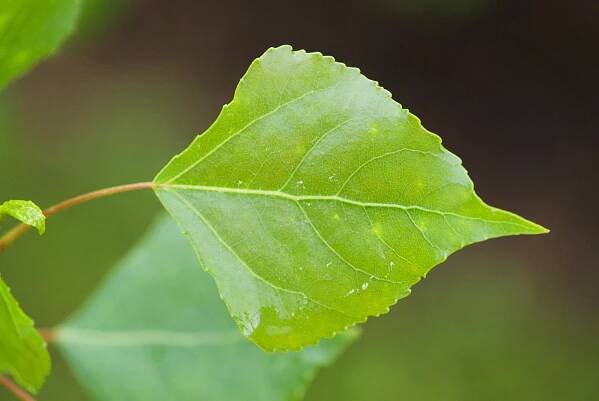 Populus nigra ´Italica´ - topol černý - list 
