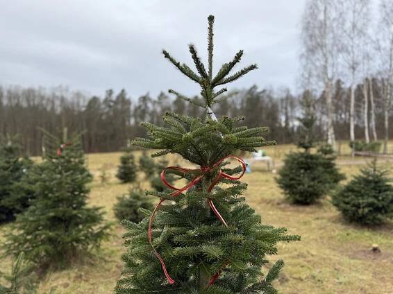 O stromky z plantáží je letos enormní zájem. Lidé si je ale vzájemně kradou