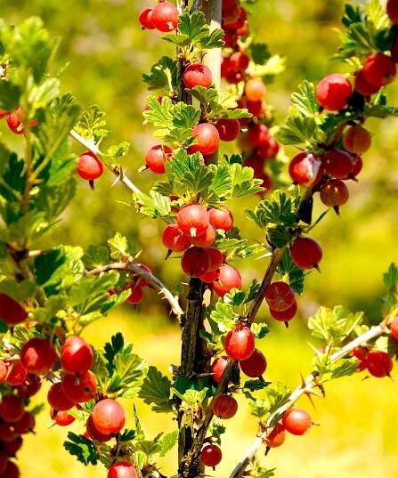 gooseberries growing and recently thinned on well trained shrub