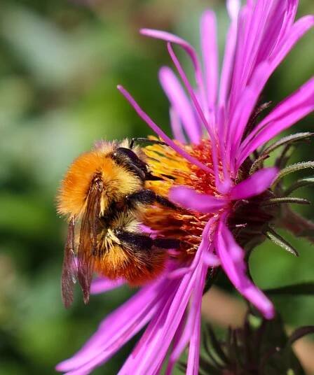 Herbstaster – Welt der Bienen