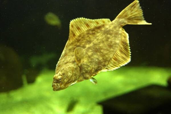 Flounder