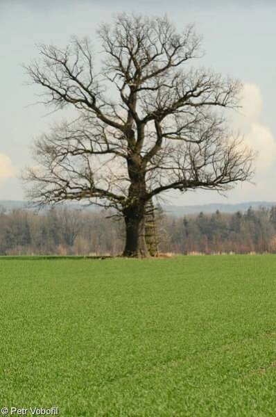 Quercus robur – dub letní (křemelák) • Pladias: Databáze české flóry a vegetace
