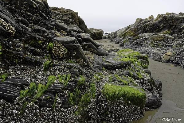 Life at Low Tide