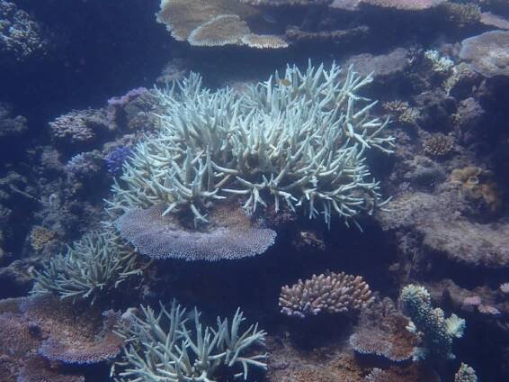 Coral bleached white climate change mass die off of coral