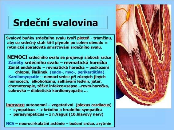 PPT - Funkce krevního oběhu a srdce PowerPoint Presentation, free download - ID:4776188