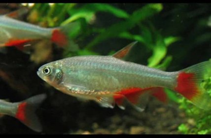 Bloodfin Tetra: Complete Care Guide for a Healthy Fish
