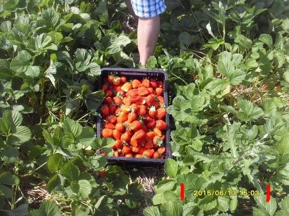 Samosběr jahod sklizeň červen 2015: - jahody-chvalkovice