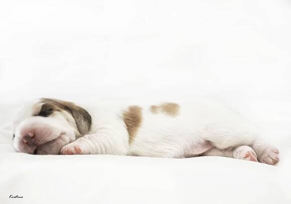 Arwen – After Me – Petit Basset Griffon Vendeen
