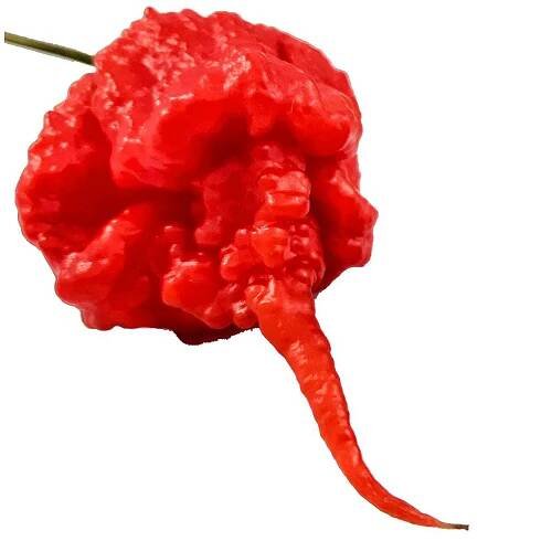 Peperoncino piccante Trinidad Scorpion Rosso in vaso 17 cm 1