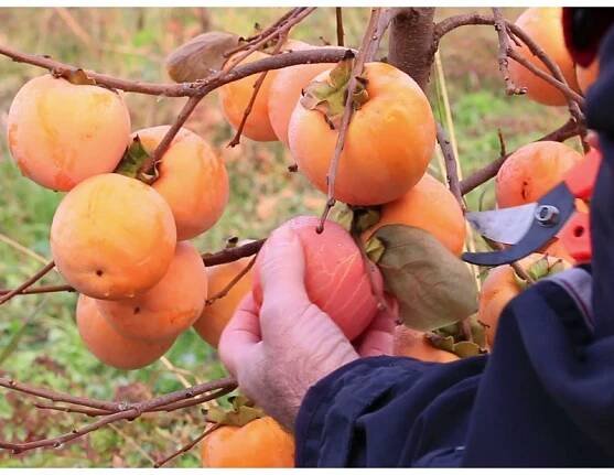 Japanese Persimmon Seeds (Diospyros kaki)