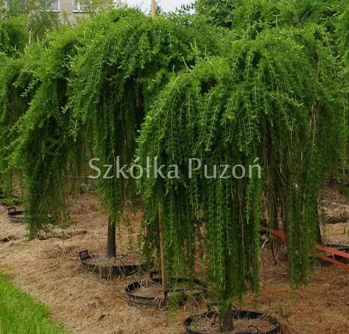 Larix decidua (modřín opadavý) Pendula