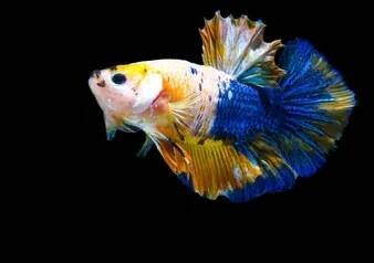 Žlutá modrá betta ryby, Fancy Půlměsíc Betta, Betta splendens Plakad, pohyb Betta ryby izolované na černém pozadí — Stock obrázek