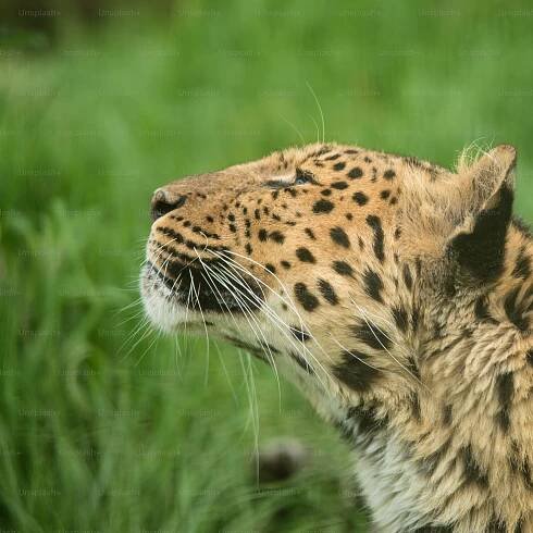 Ohromující blízko se portrét jaguár panthera onca v barevné živé krajiny — Stock obrázek