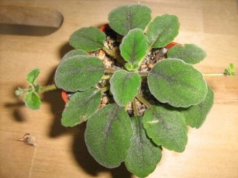 gesneriaceae, podpětovité, saintpaulia, STREPTOCARPUS | pěstování a množení