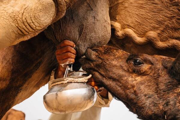 Livestock Futures – Page 2 – Writings about pastoralists, camels, and the future of livestock keeping by Ilse Köhler-Rollefson