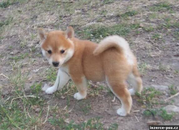 Prodám štěňátko shiba inu