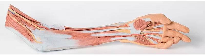 Levá horní končetina - paže, předloktí a ruka - anatomický model