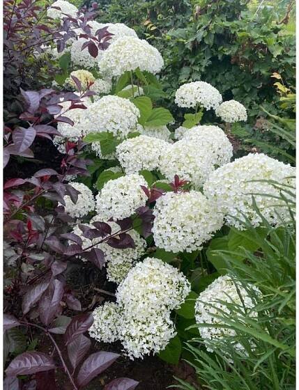 Hydrangea arborescens 'Strong Annabelle' - hortenzie stromečkovitá