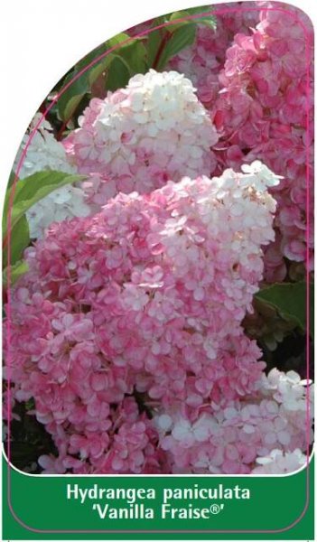 Hydrangea paniculata 'Vanilla Fraise'