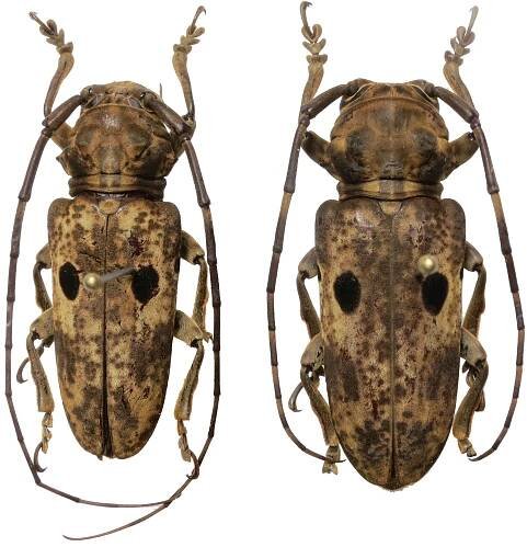 Prosopocera signatifrons