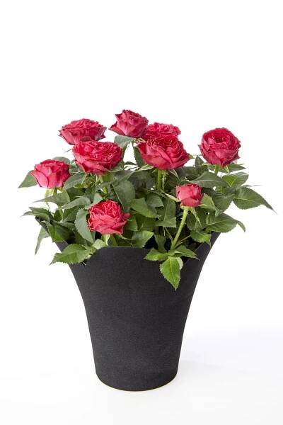 Infinity – Roses Forever