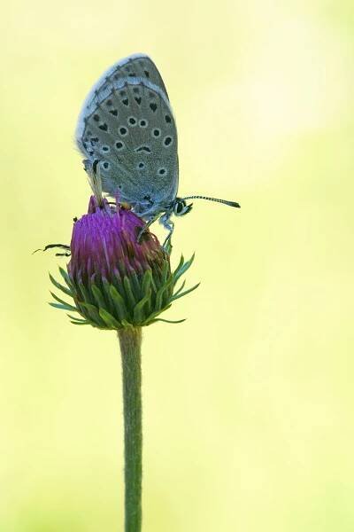 Tijmblauwtje, blauwtje, phengaris arion, maculina arion, large blue, blue, blues, tijmblauwtje, blauwtjes, blauwtje, blauwe