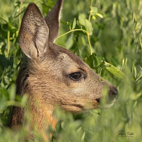 Sudokopytníci jelenovití | Štěpán Mikulka | Wildlife fotograf