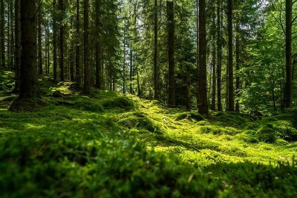 Forstliche Forschung in Österreich - Waldgeschichten