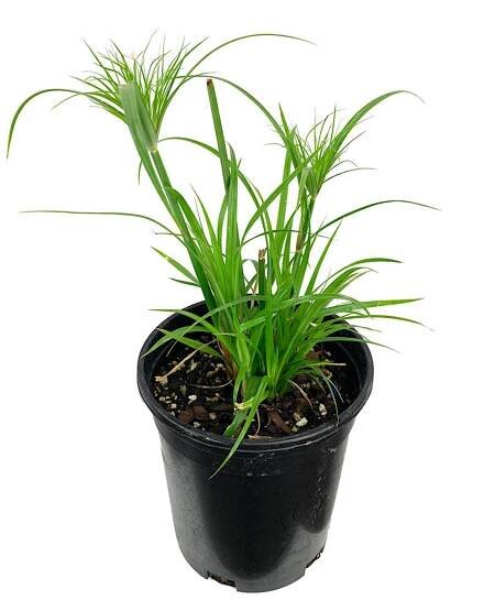 Cyperus papyrus