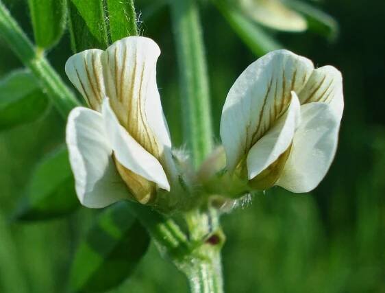 Soubor:Vicia pannonica3 W.jpg – Wikipedie