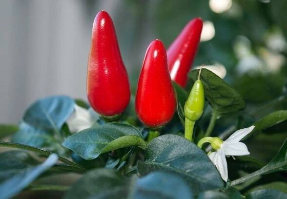 Jaký hrnec na chilli papričky potřebujete?
