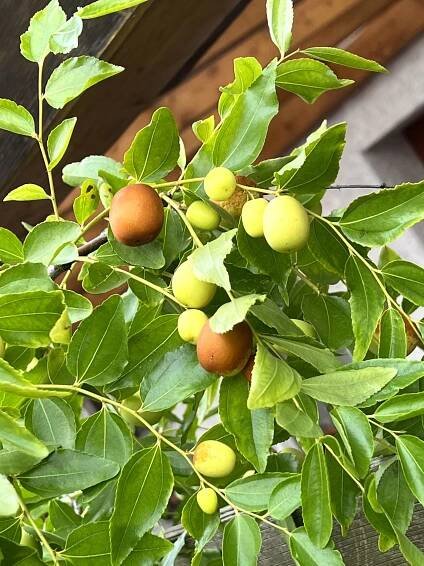 Gartenblog: Ziziphus jujuba: Früchte
