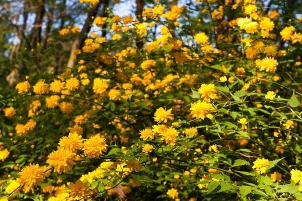 Zákula japonská PENIFLORA