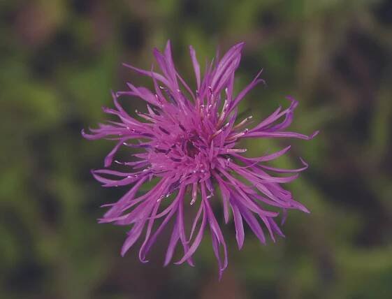 Buy Native Wildflowers | British Wild Flower Plants