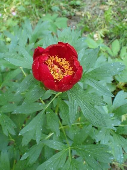 Soubor:Paeonia officinalis subsp. banatica kz01.jpg – Wikipedie
