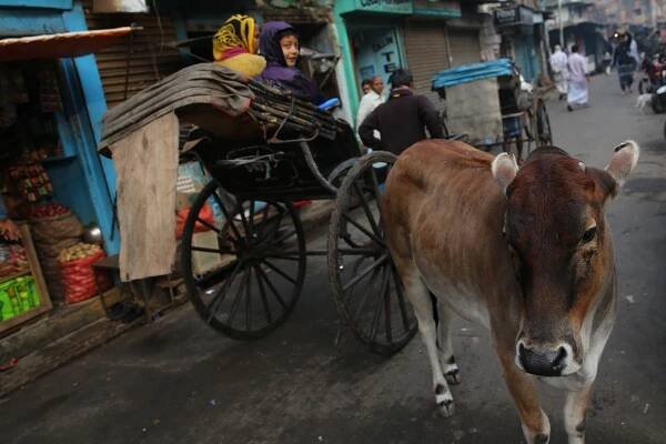 Rikši, Kalkata, Indie / Rickshaws, Kolkata, India | Jan Šibík
