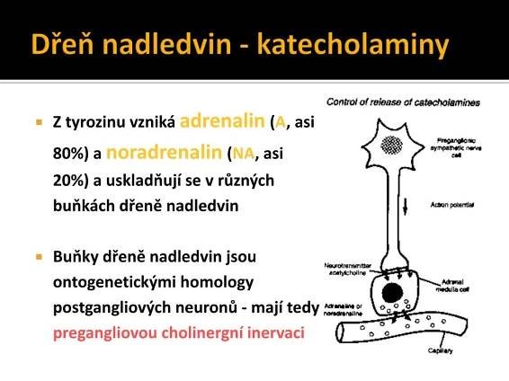 PPT - Hormony PowerPoint Presentation, free download - ID:4592976